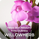 Willowherb